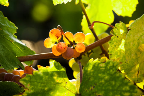 Gsing am Wagram, Lower Austria, Austria - Closeup of grapes growing on a tree.