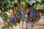 USA, California, Paso Robles. Grapevine at harvest time.