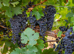 USA, California, Paso Robles. Grapevine at harvest time.