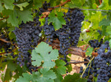 USA, California, Paso Robles. Grapevine at harvest time.