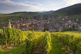 Old wine town of Riquewihr and vineyard, Alsace, France