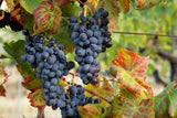 Lush grapes ready for harvest in vineyard, near Pollzano, Chianti region, Italy