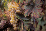 Vugava (Croatian White varietal) grape cluster. Vis Island. Croatia.