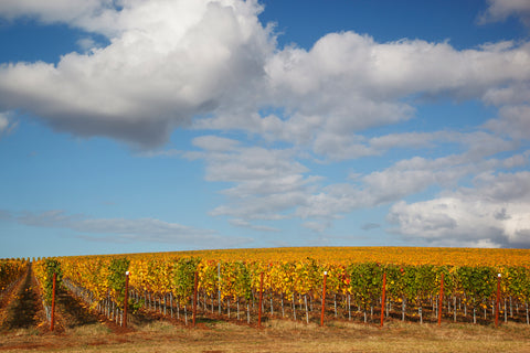 USA, Oregon, Willamette Valley vineyard.